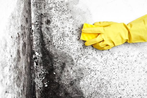 Best Mold Odor Removal Services  in Inverness, CA