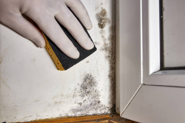 Best Mold Damage Restoration  in Inverness, CA